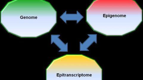 Enter the Epitranscriptome