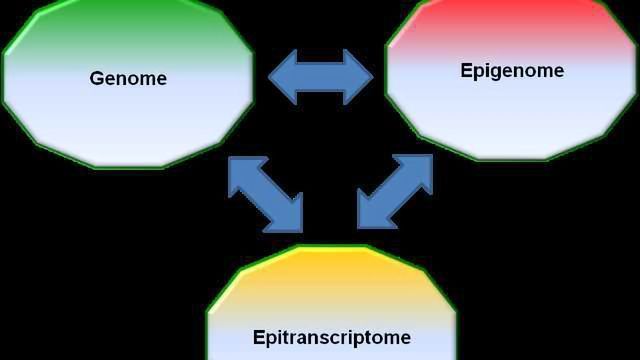 进入Epitranscriptome内容块的形象