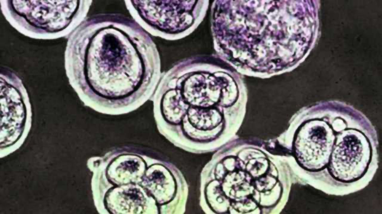 Embryonic Mutations Stay With You for Life