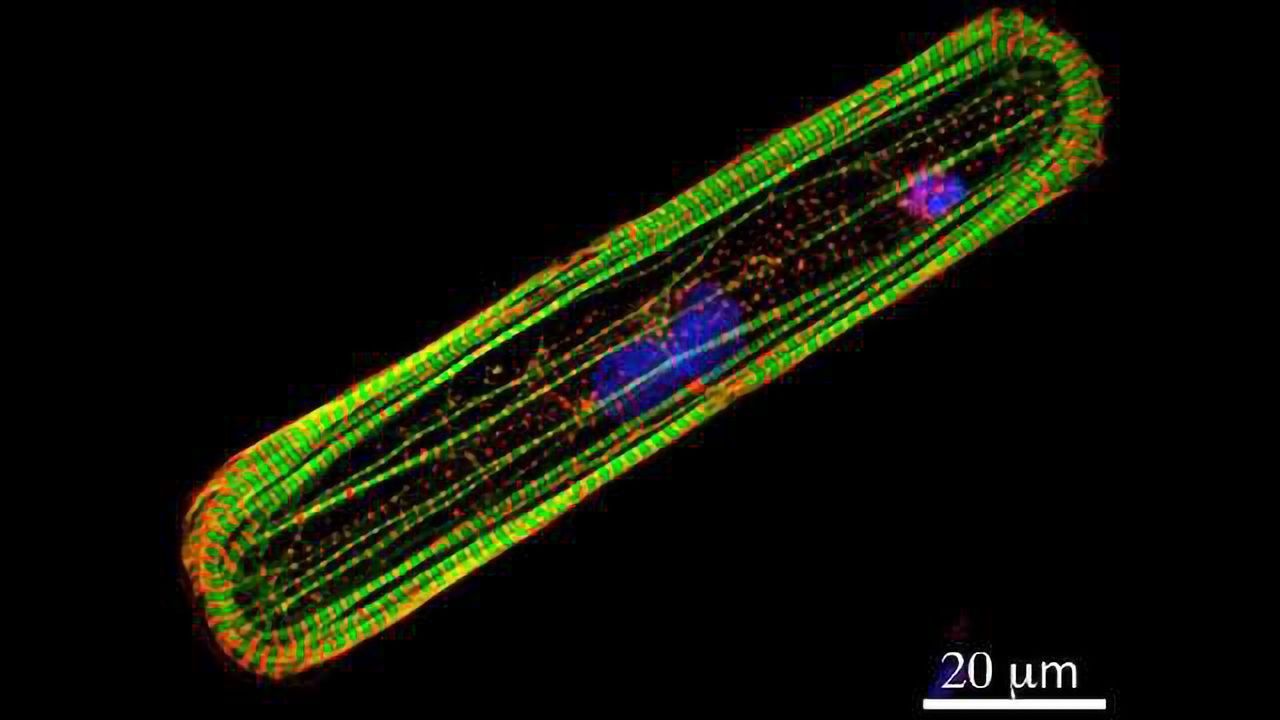 Measuring Heart Toxicity of Cancer Drugs