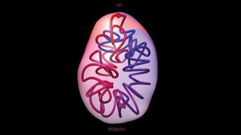 Hidden Structures Found in Bacterial DNA