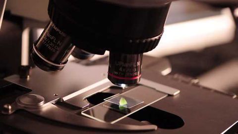 Gene Associated with Tau Pathology