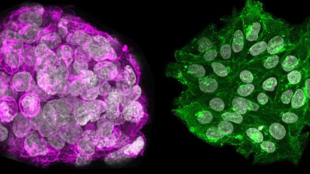 New Tools to Study the Origin of Embryonic Stem Cells