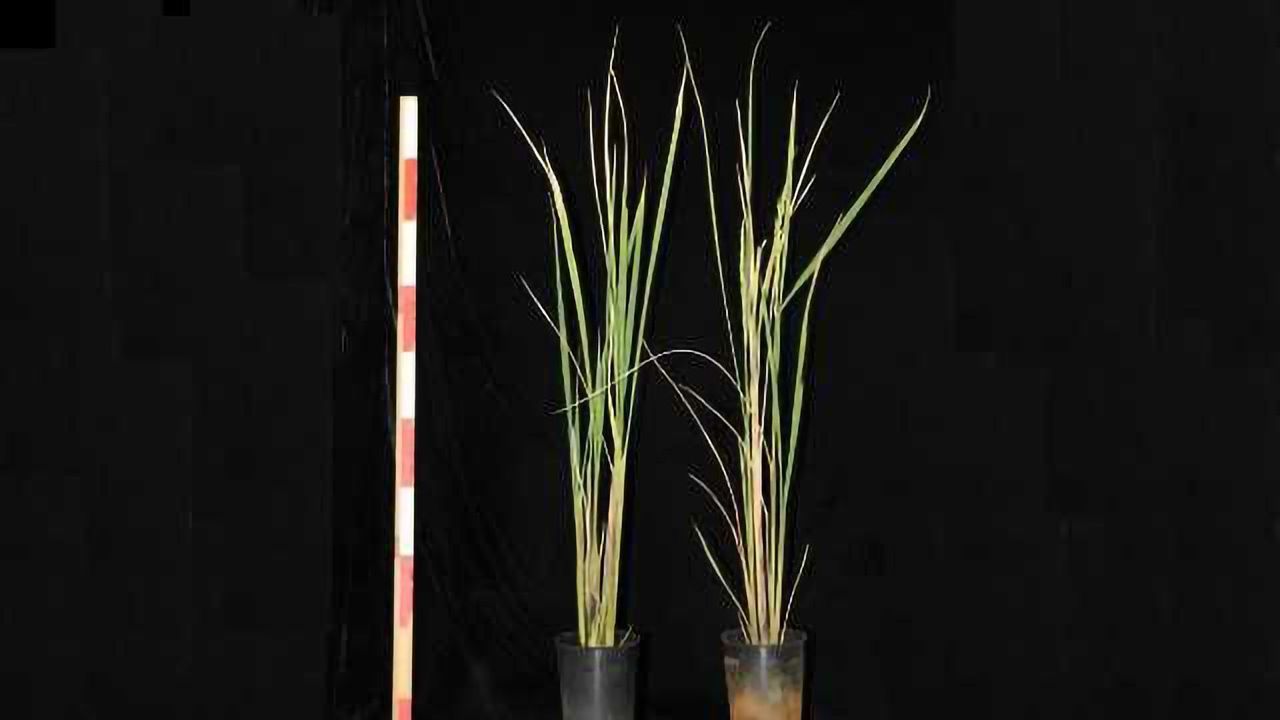 Novel Rice Strain Allows Farmers to Choose When to Harvest