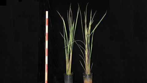Novel Rice Strain Allows Farmers to Choose When to Harvest