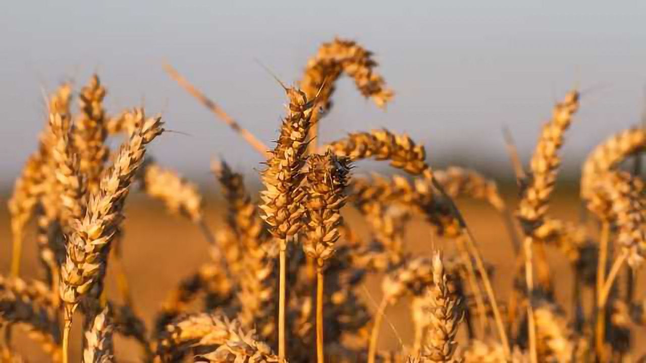 Cover Cropping Presents Unexpected Risks