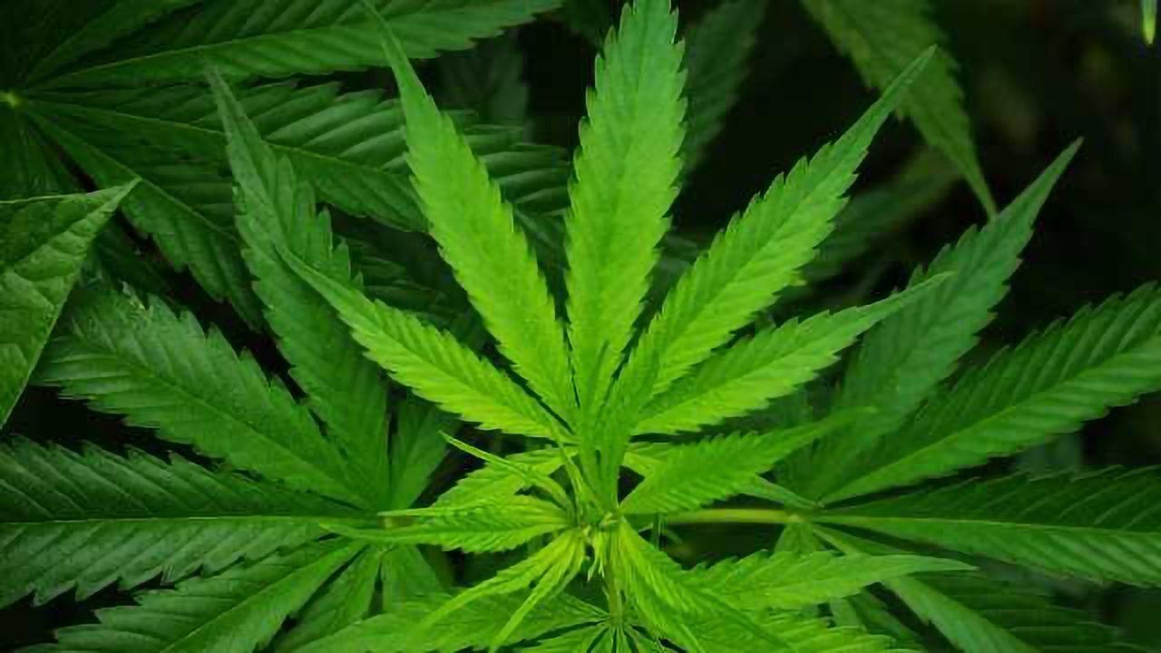 Cannabinoid-based Drug Effective Against Antibiotic-resistant MRSA