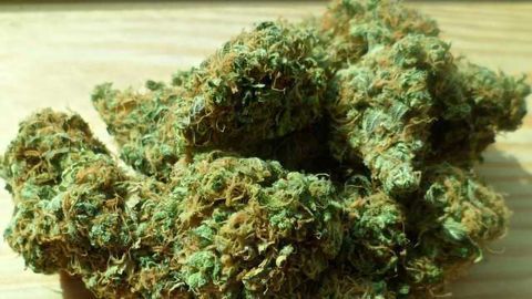 What Gives Cannabis its Flavour?