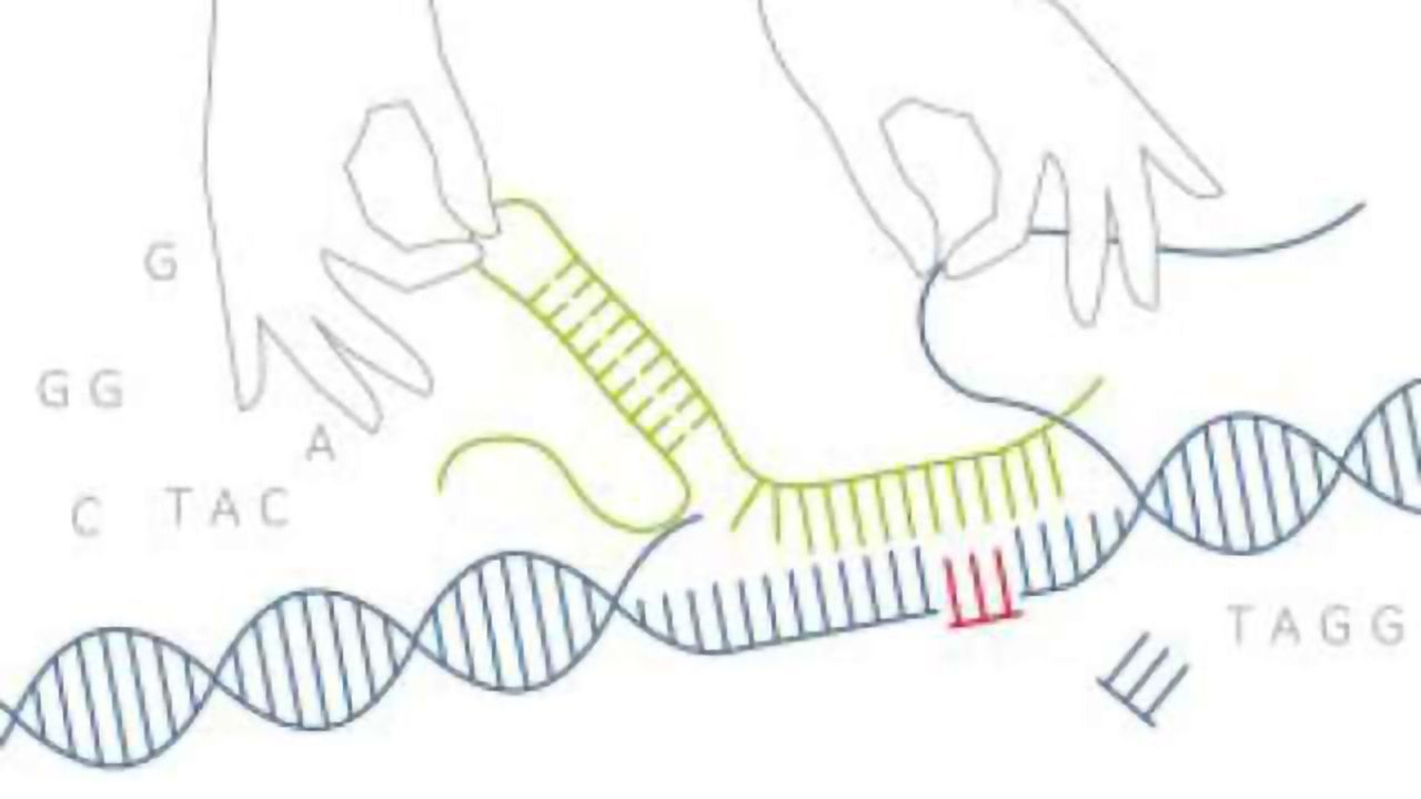 Genome Editing in Human Cells: The Dos and and Don'ts