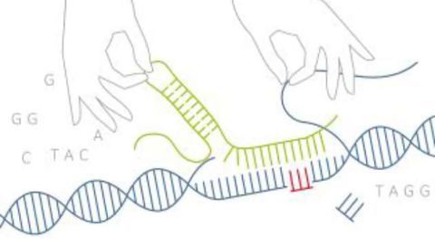 Genome Editing in Human Cells: The Dos and and Don'ts