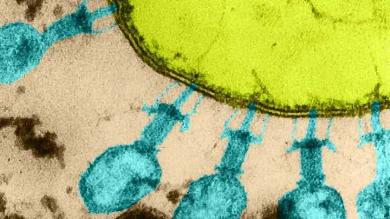 Unravelling the Inner Workings of CRISPR