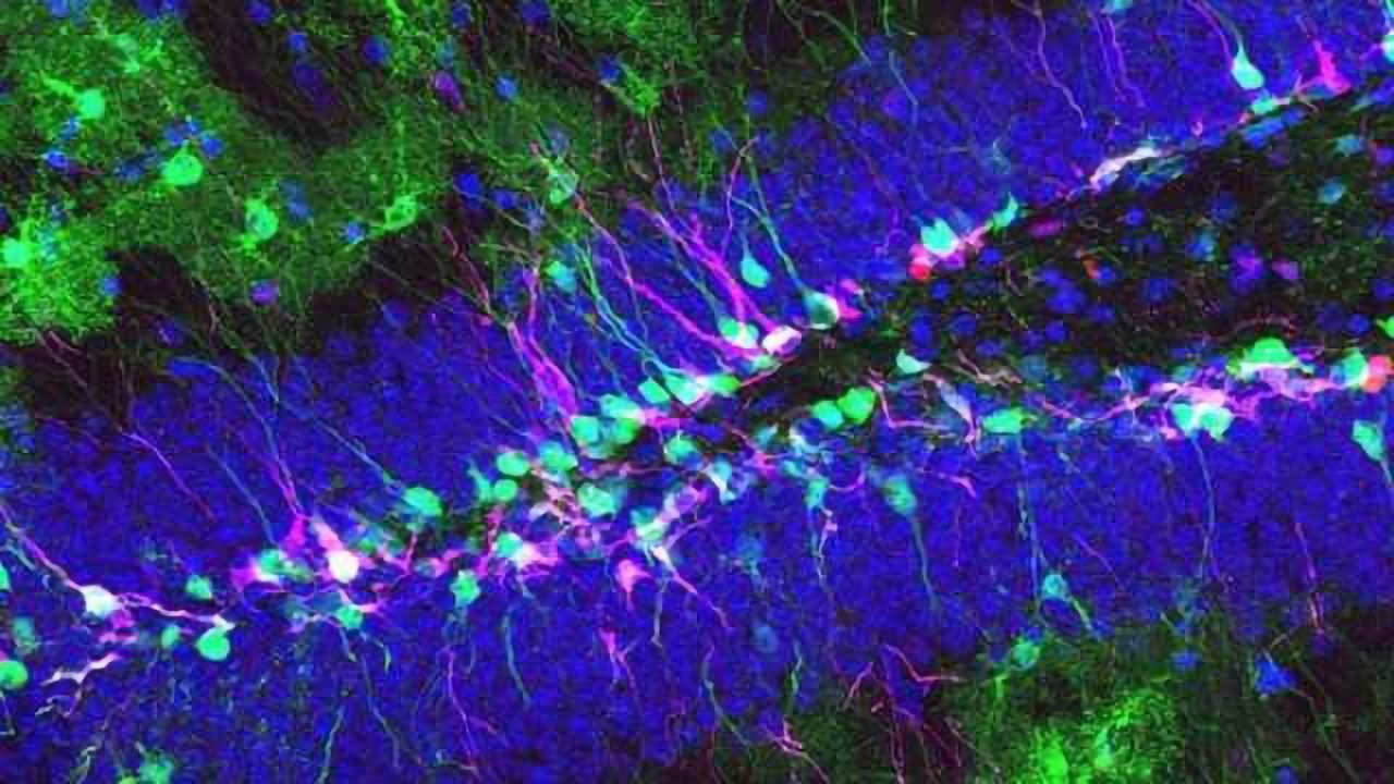 A Stem Cell Platform for Accelerating Genetic Disease Research