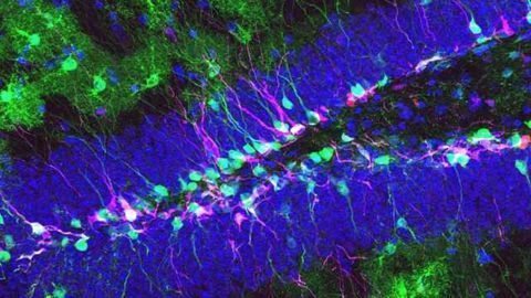 A Stem Cell Platform for Accelerating Genetic Disease Research