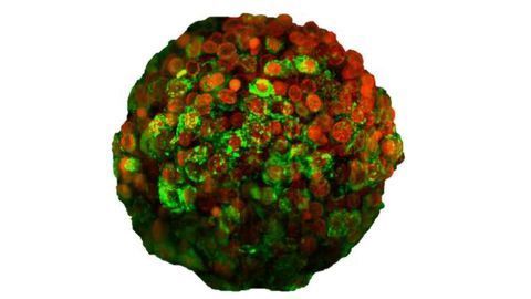 InSphero 3D Liver Microtissues Featured at Annual SOT Meeting