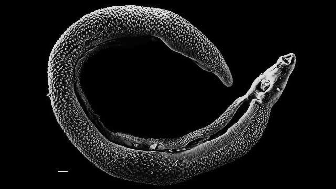 A New Model for Understanding Mammalian Parasites
