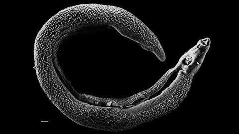 A New Model for Understanding Mammalian Parasites