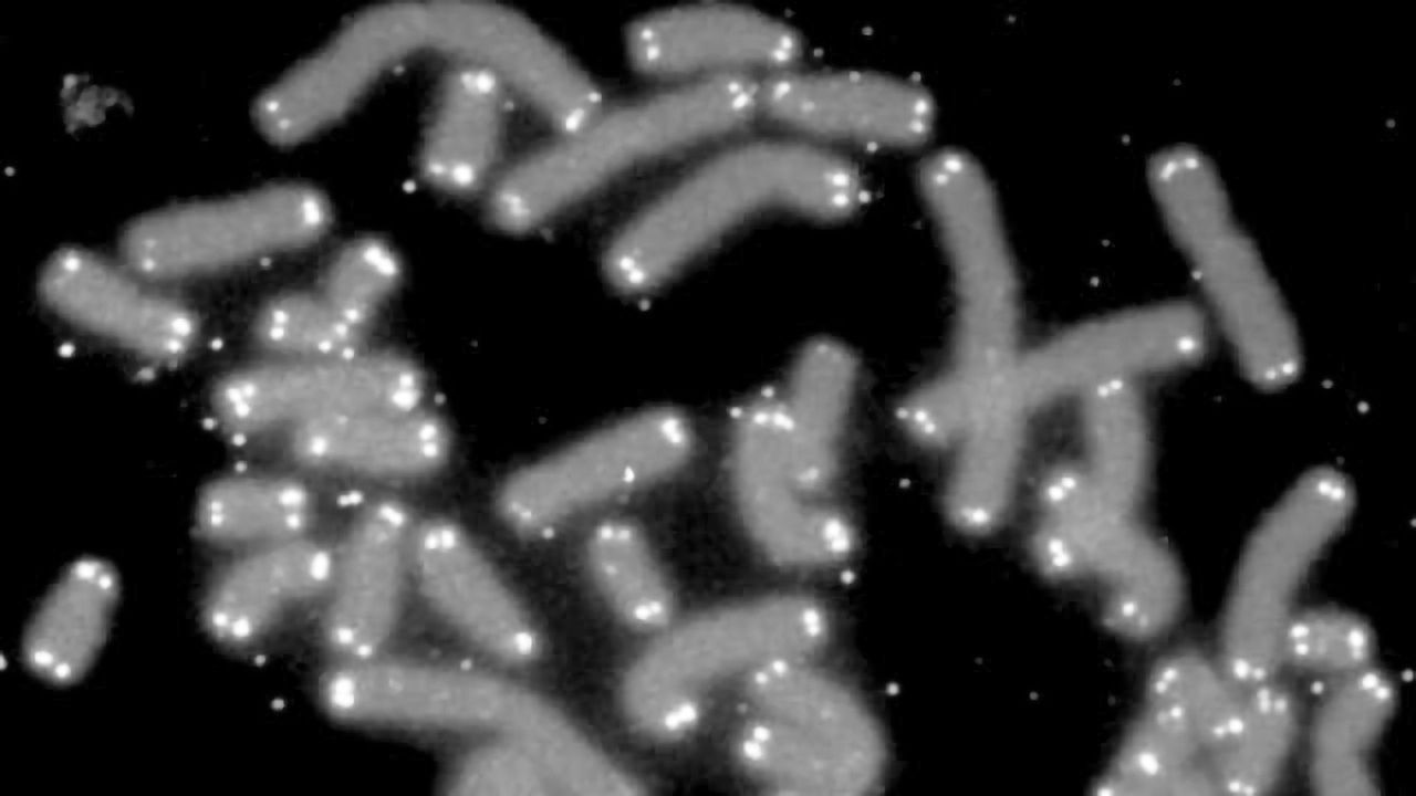 Telomere Length Predicts Cancer Risk