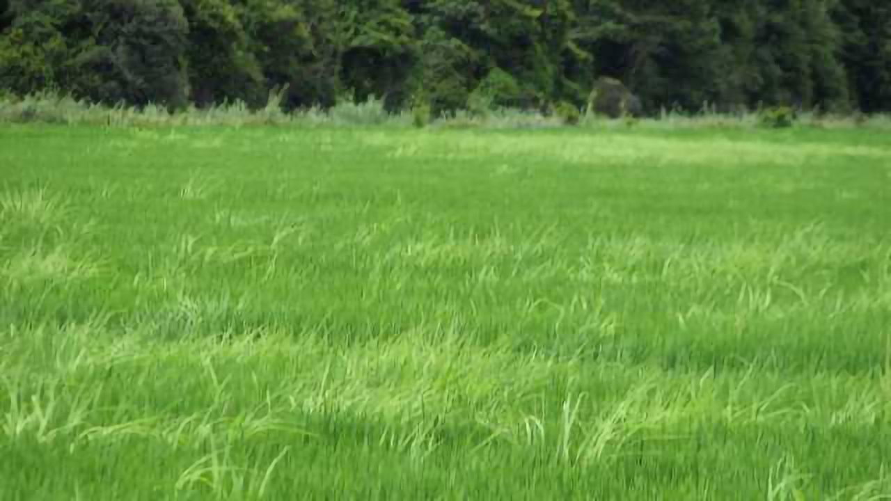 The Complex History of Weedy Rice