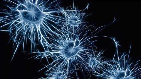 Gene Linked to Intellectual Disability, Autism and Schizophrenia