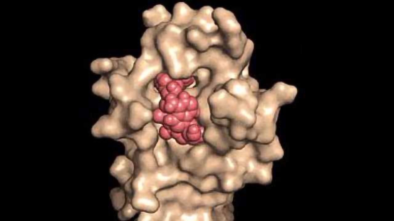 Unexpected Finding May Allow Us to Halt Aging