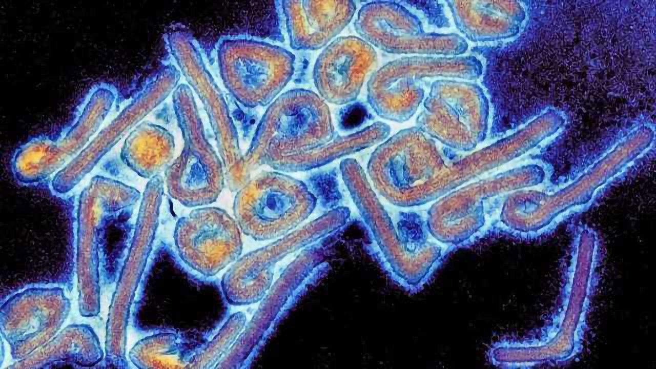 Monoclonal Antibody 100% Effective Against Marburg Virus