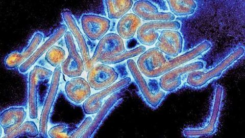 Monoclonal Antibody 100% Effective Against Marburg Virus