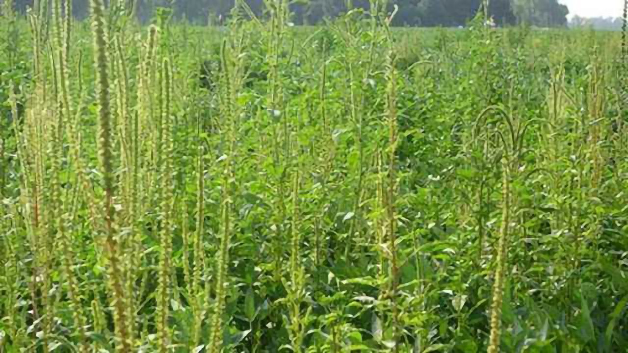 Revealing the Genetic Tricks of a Nightmare Weed