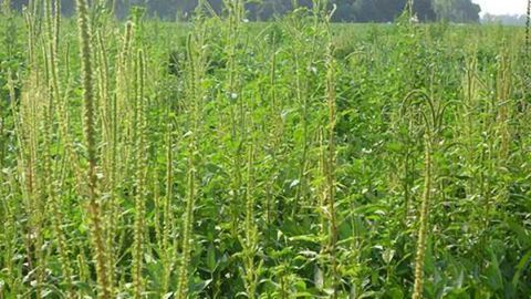 Revealing the Genetic Tricks of a Nightmare Weed