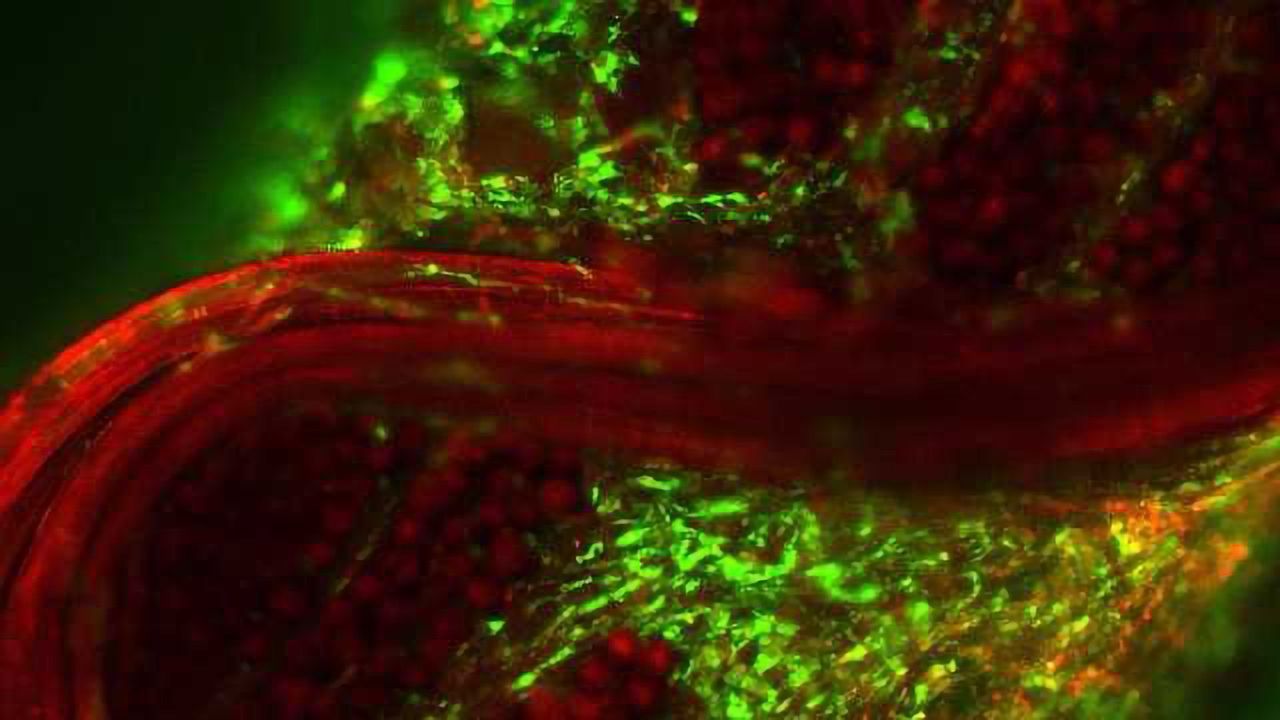 First Studies from NHLBI Stem Cell Consortium Published