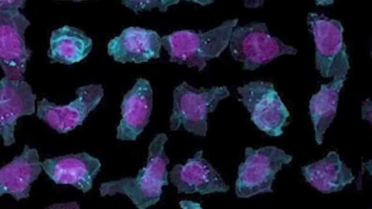 Allen Cell Explorer Launched