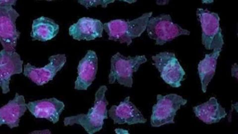 Allen Cell Explorer Launched