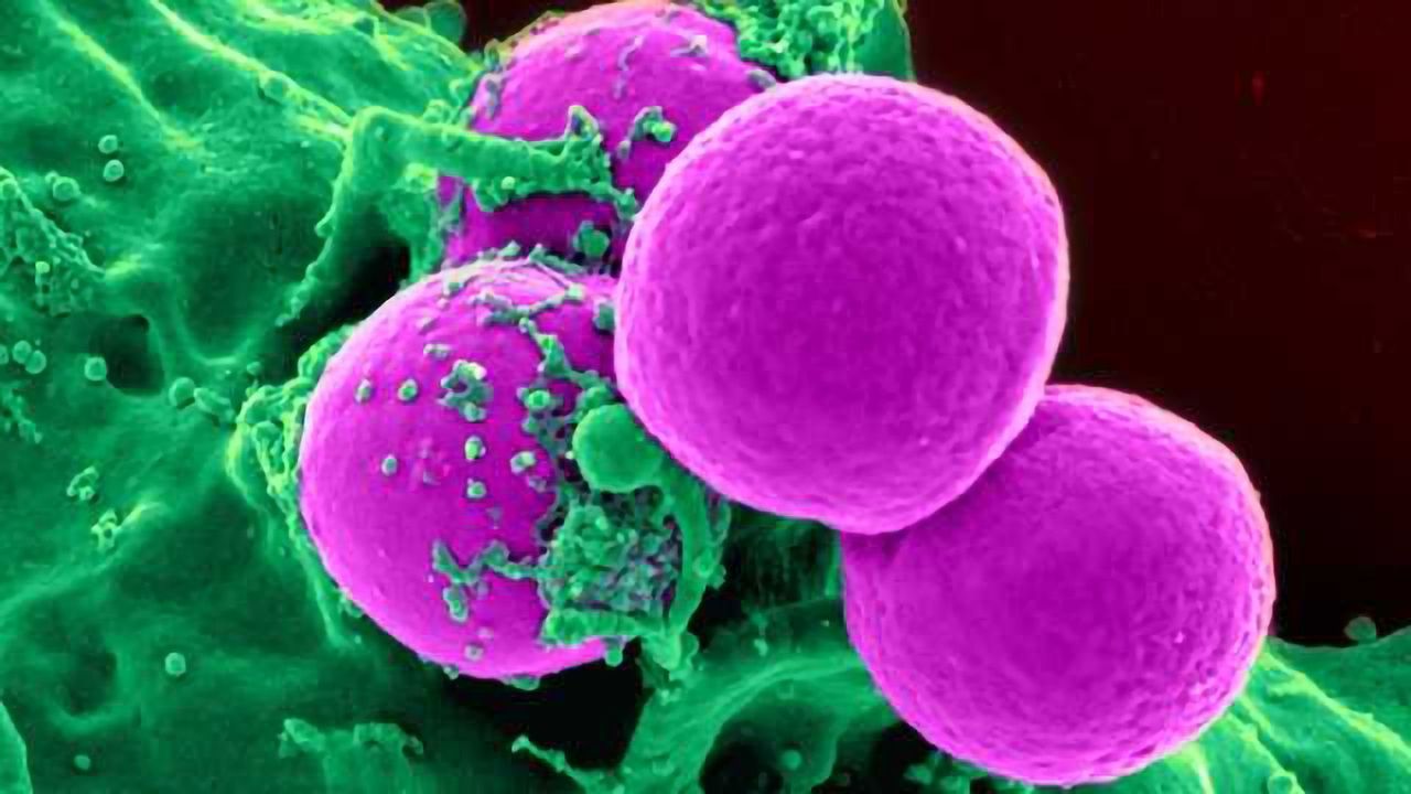 New Tool Illuminates Cell Signaling Pathways Key to Disease