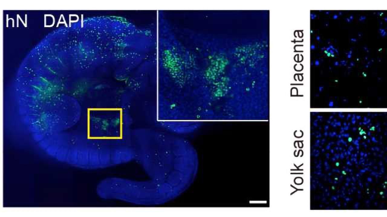 Extended Pluripotent Stem Cells Cultured