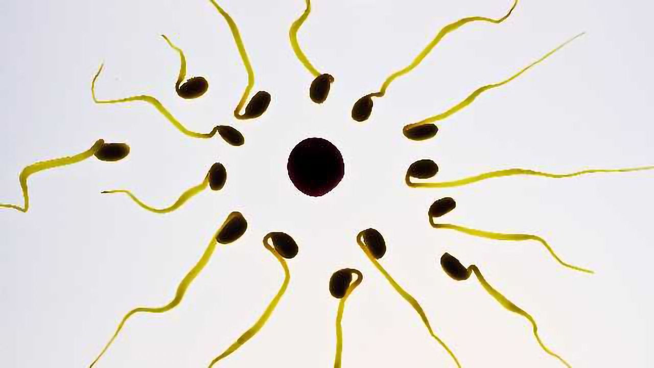 New Method of Preserving Sperm Stem Cells Developed