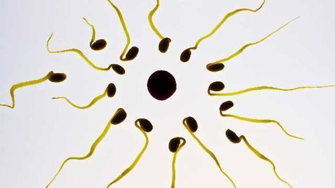New Method of Preserving Sperm Stem Cells Developed