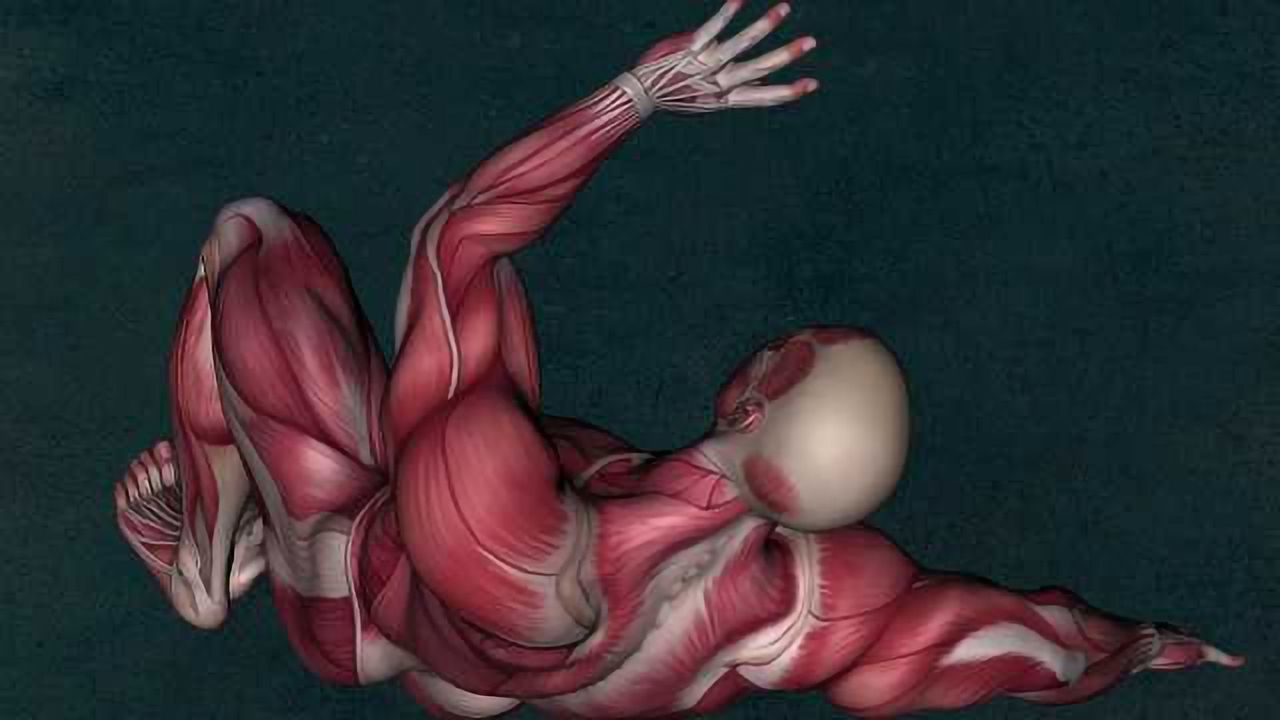 Protein Myomixer Essential for Muscle Formation