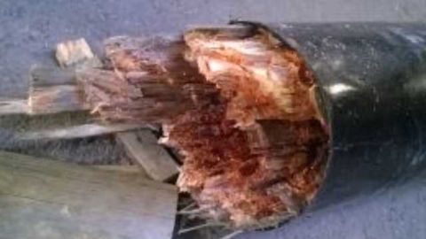 Fungal Product Improves Soil and Controls Pest Fungi