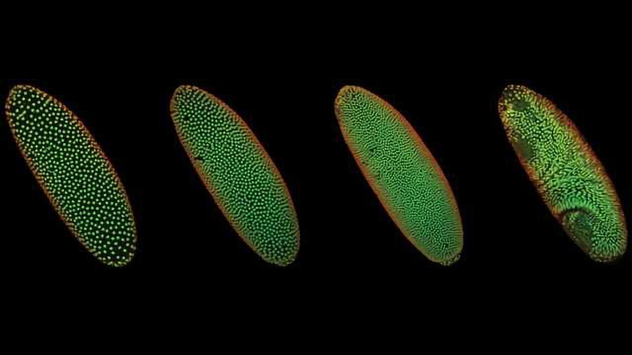 Nuclear Architecture Emerges at the Awakening of the Genome