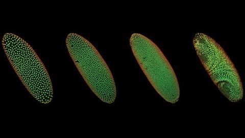 Nuclear Architecture Emerges at the Awakening of the Genome
