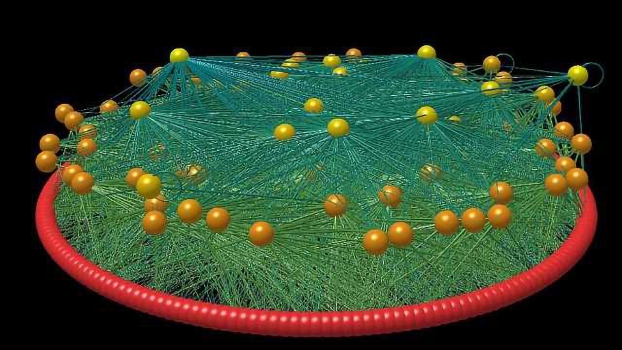 Food Webs Show Complex Relationship Between Humans, Animals and the Environment