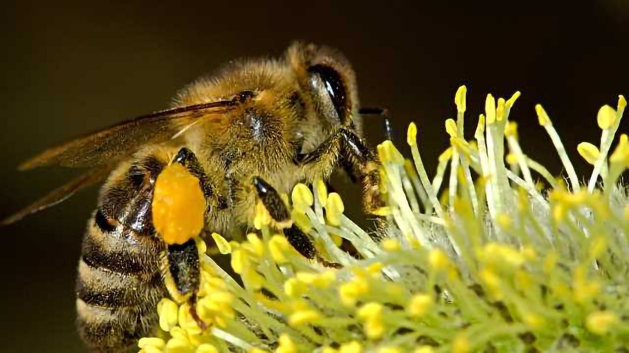 New Tool Estimates GM Pollen Spread