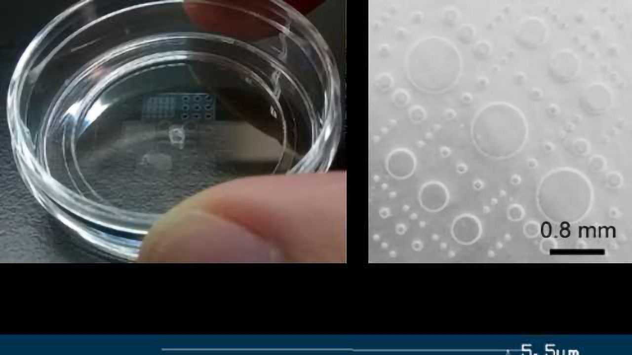 New Technique Helps Determine How Stem Cells Differentiate