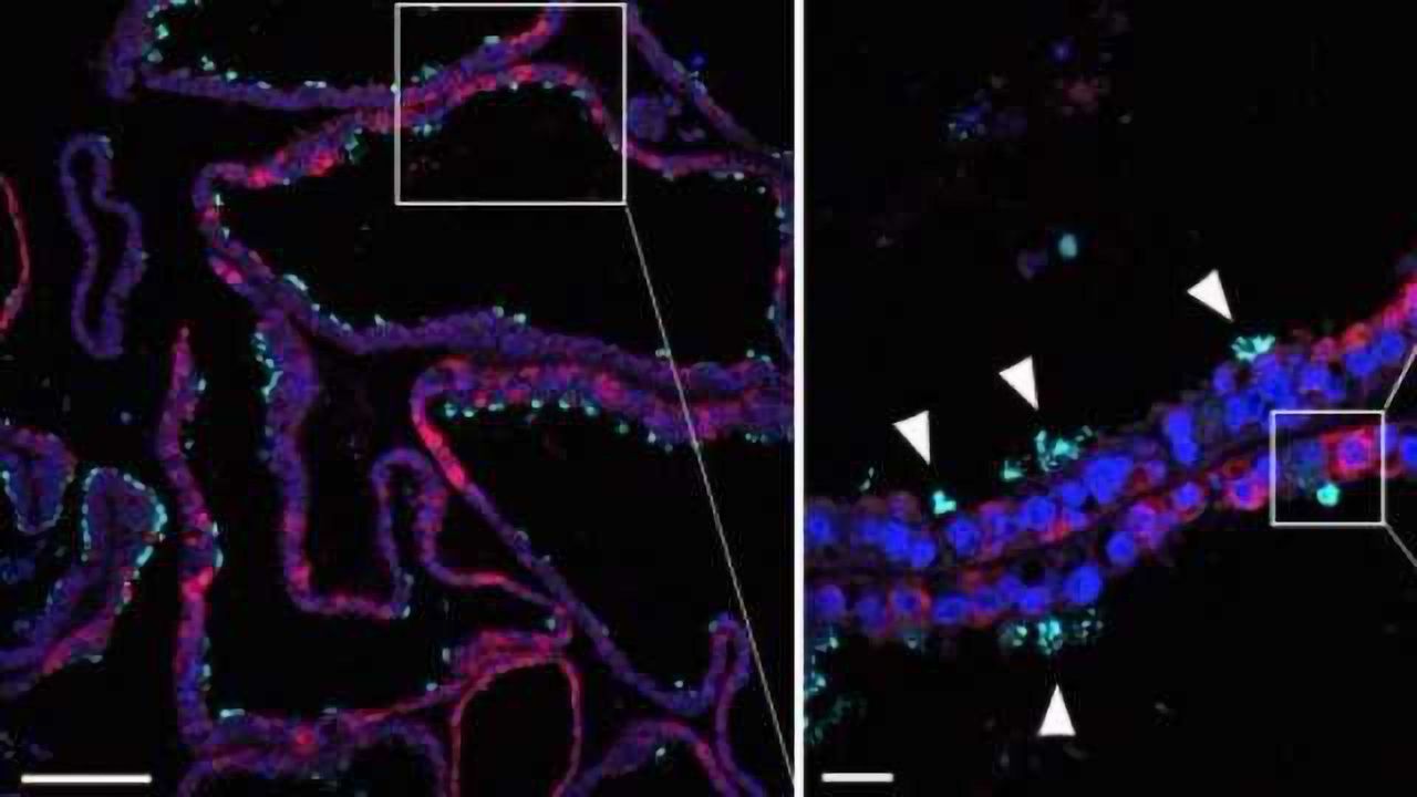 Miniature 'Womb Lining' Grown
