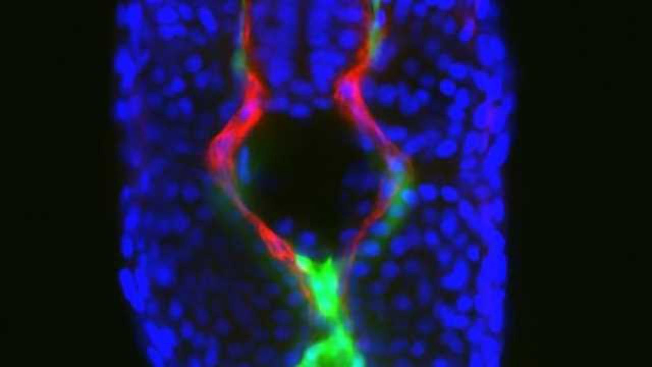 Cells Essential for 'Birth' of Blood Stem Cells Revealed