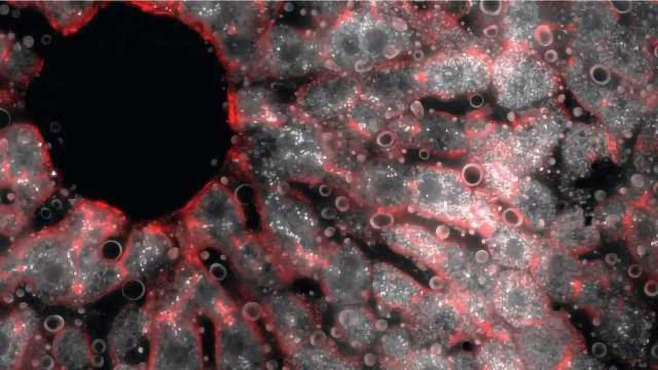 An Atlas of Gene Expression for the Liver