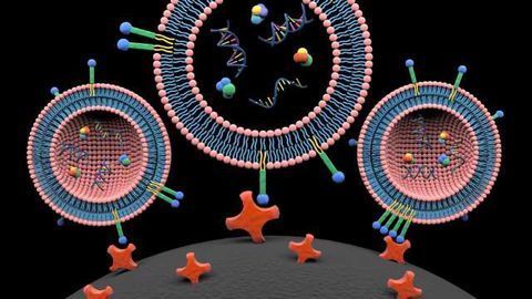 Fast Capture of Extracellular Vesicles Enables Precision Cancer Diagnoses