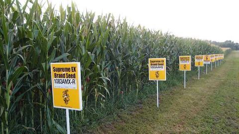 10 Most BIZARRE Genetically Modified Plants EVER