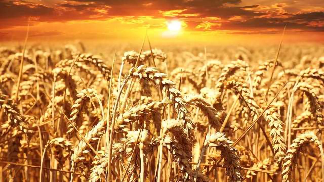 Pesticide Risk to Consumers Remains Low