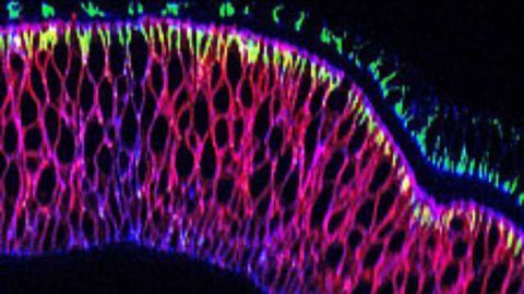Nanobody Tool Relocates Proteins