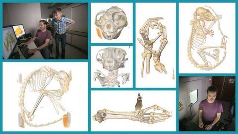 X-Ray Scanning Immortalizes Endangered Primates